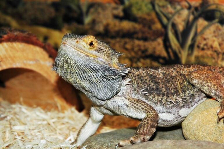 How Long Can A Bearded Dragon Go Without Heat