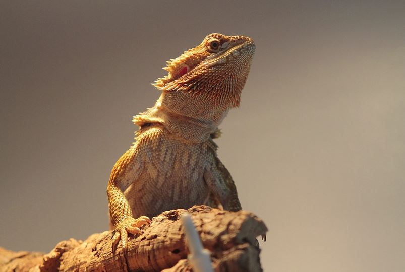 How to Stop Bearded Dragons from Seeing Reflection? - BeardiesRule
