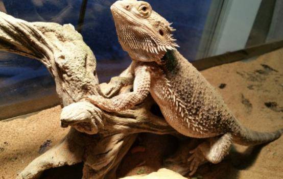 Can a bearded dragon heat lamp cause a fire?