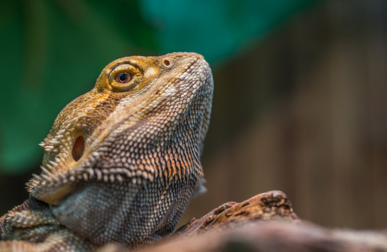 Can you get a rash from a bearded dragon