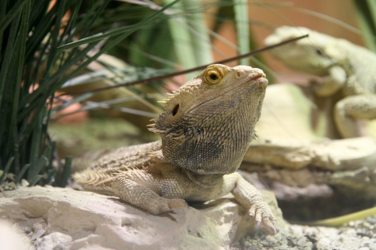 Do bearded dragons need injections?
