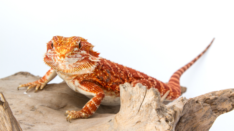 How Big Does A Bearded Dragon Get?