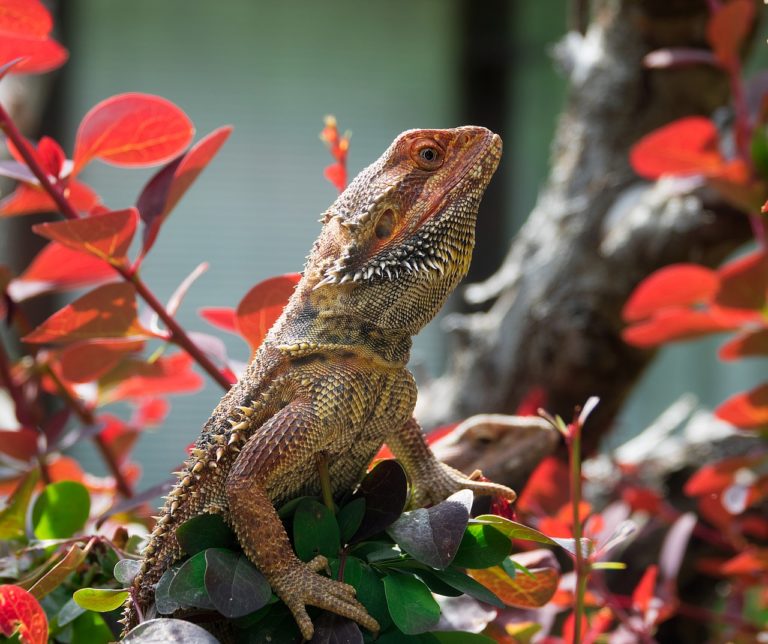 Will bearded dragons eat fake plants?