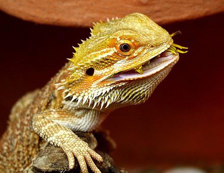 how to tell if your bearded dragon is stressed