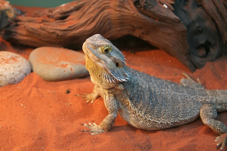 How To Fatten Up A Bearded Dragon?