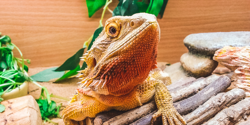 How to Make a Bearded Dragon Poop