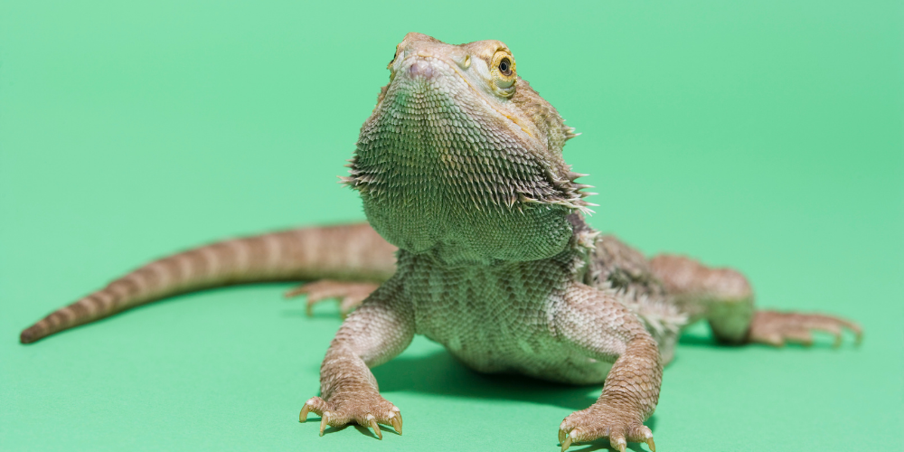 How To Tell If Your Bearded Dragon Is Sick