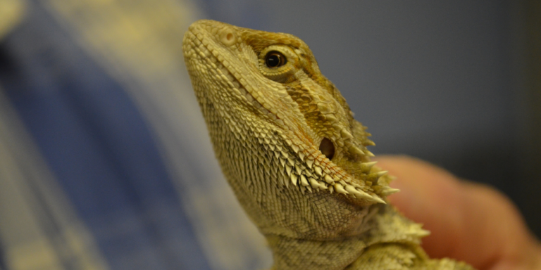 Do Bearded Dragons Love Their Owners?