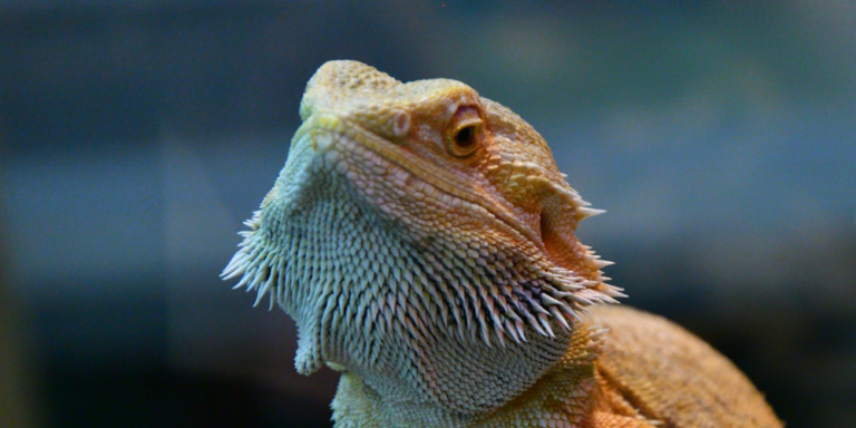 Do Bearded Dragons Absorb Water Through Their Skin?