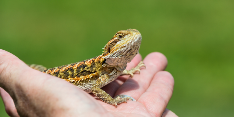 Do Bearded Dragons Know Their Name?