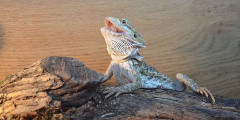Are Bearded Dragons Nocturnal?