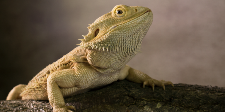 are red lights bad for bearded dragons