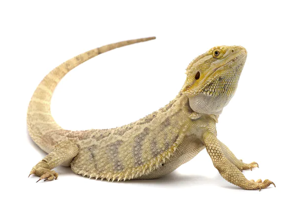 How To Fatten Up A Bearded Dragon?