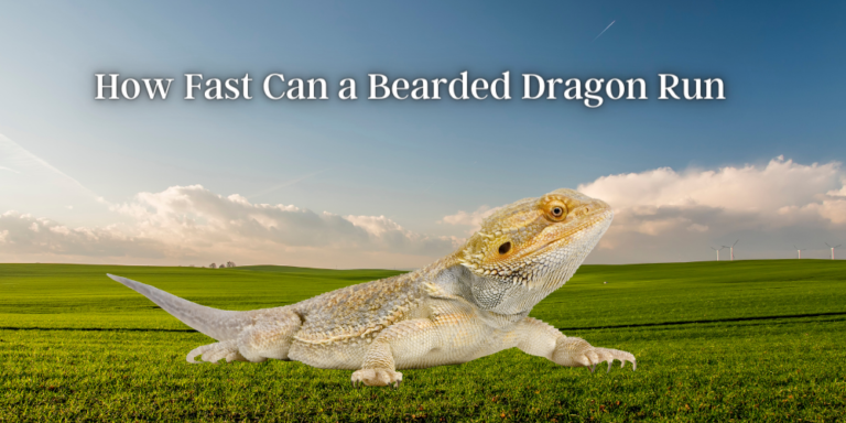 How Fast Can a Bearded Dragon Run