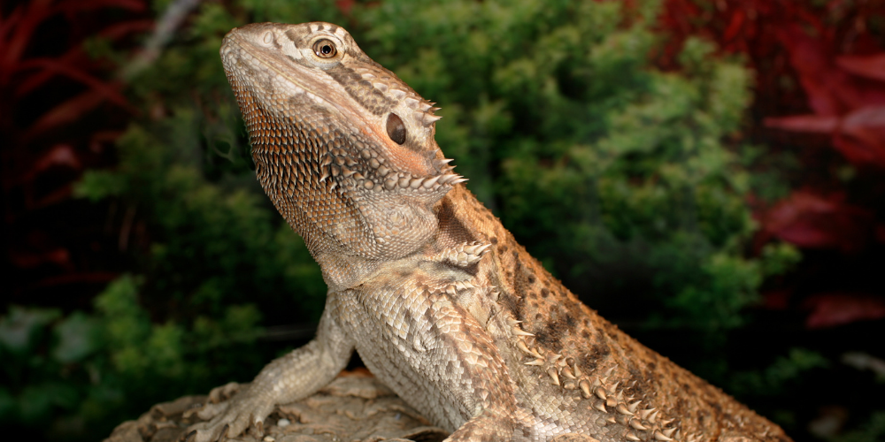 Do Bearded Dragons Drop Their Tails?