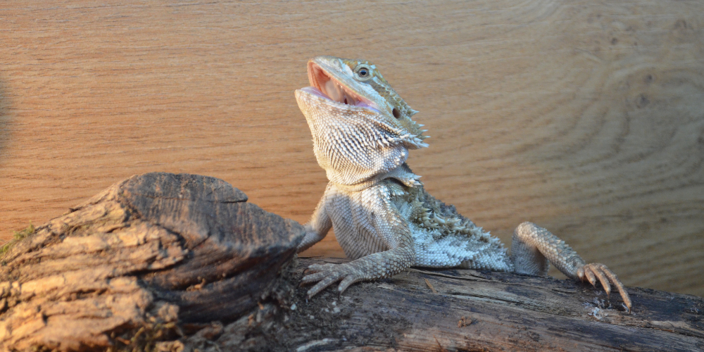 Are Bearded Dragons Friendly?