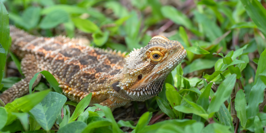 How To Take Care Of a Baby Bearded Dragon