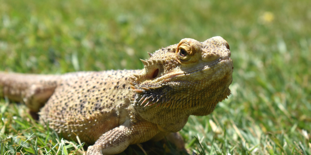 How To Tell If Your Bearded Dragon Is Happy