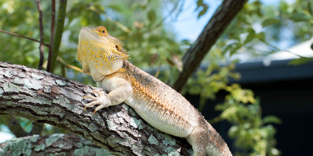 Do Bearded Dragons Absorb Water Through Their Skin?