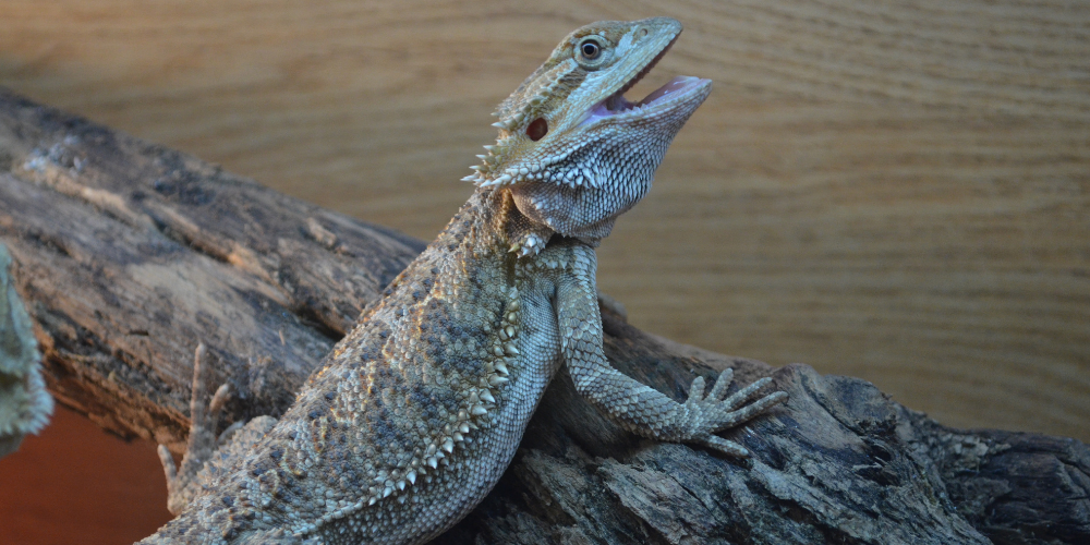Are Bearded Dragons Nocturnal?