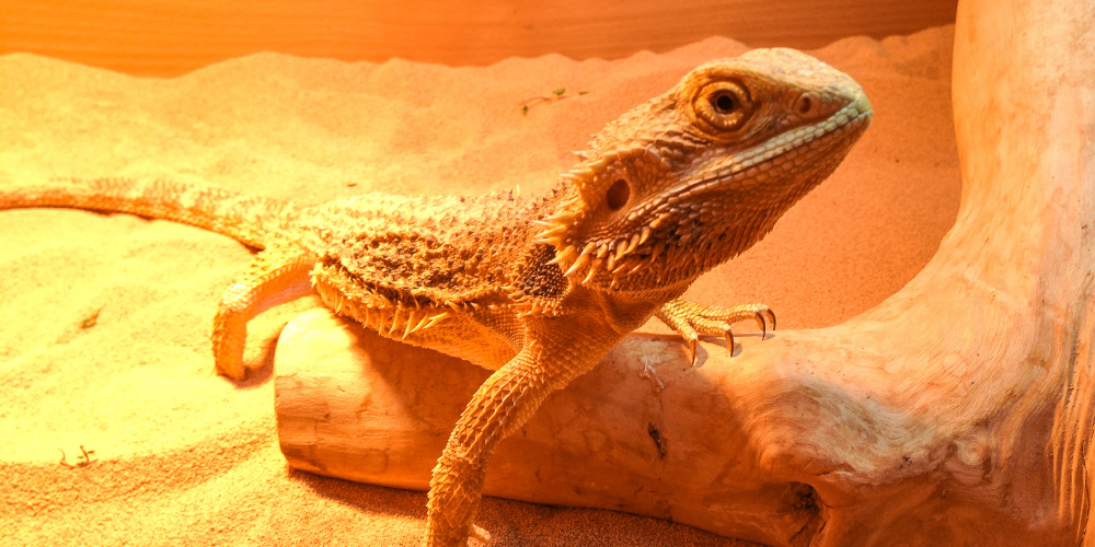 How To Tell If Your Bearded Dragon Is Sick