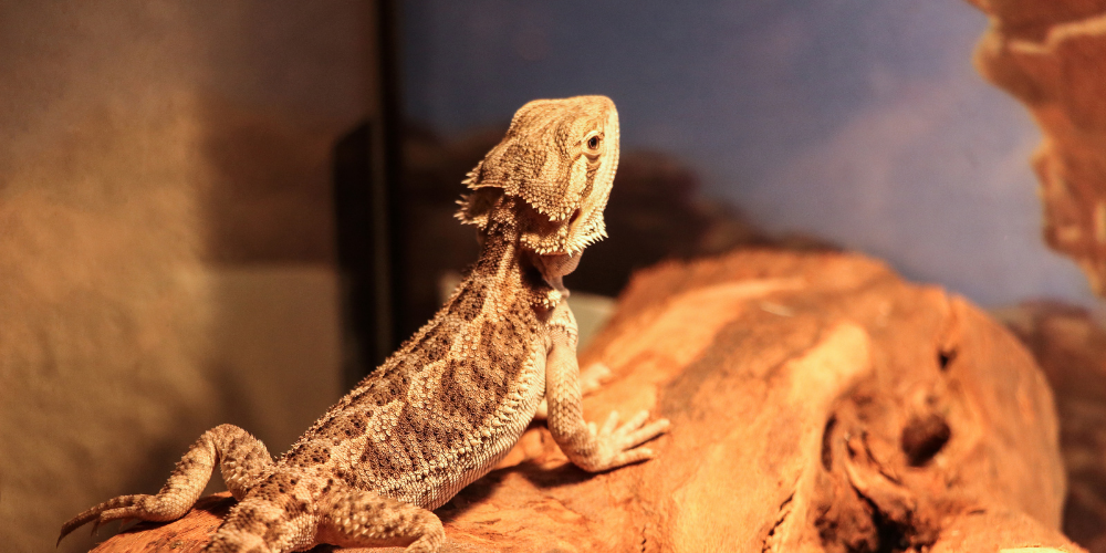 Can Bearded Dragons Eat June Bugs?