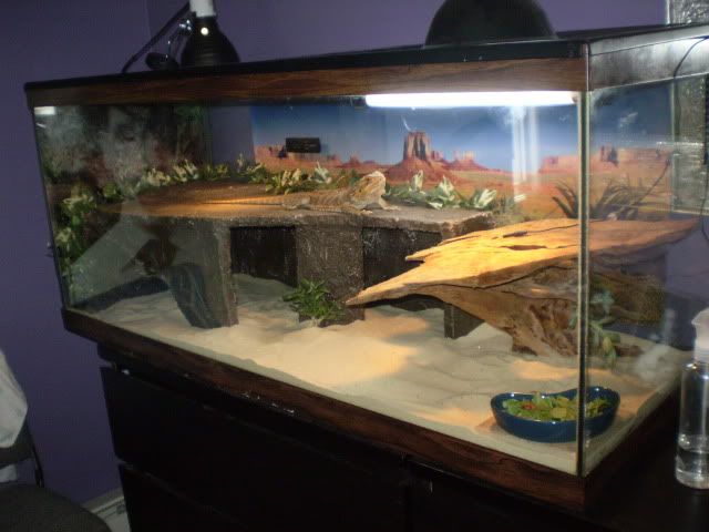 Can You Use A Fish Tank For A Bearded Dragon?