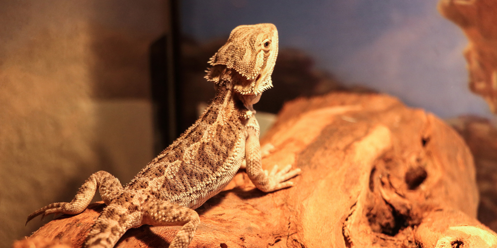 are red lights bad for bearded dragons