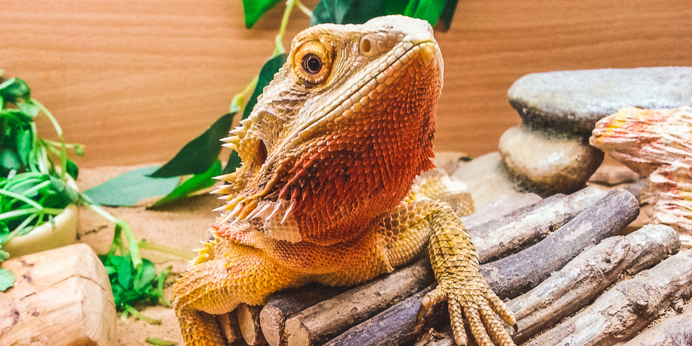 Do Bearded Dragons Eat Their Shed?