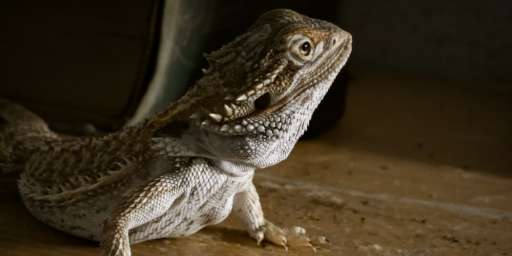 Do Bearded Dragons Drop Their Tails?