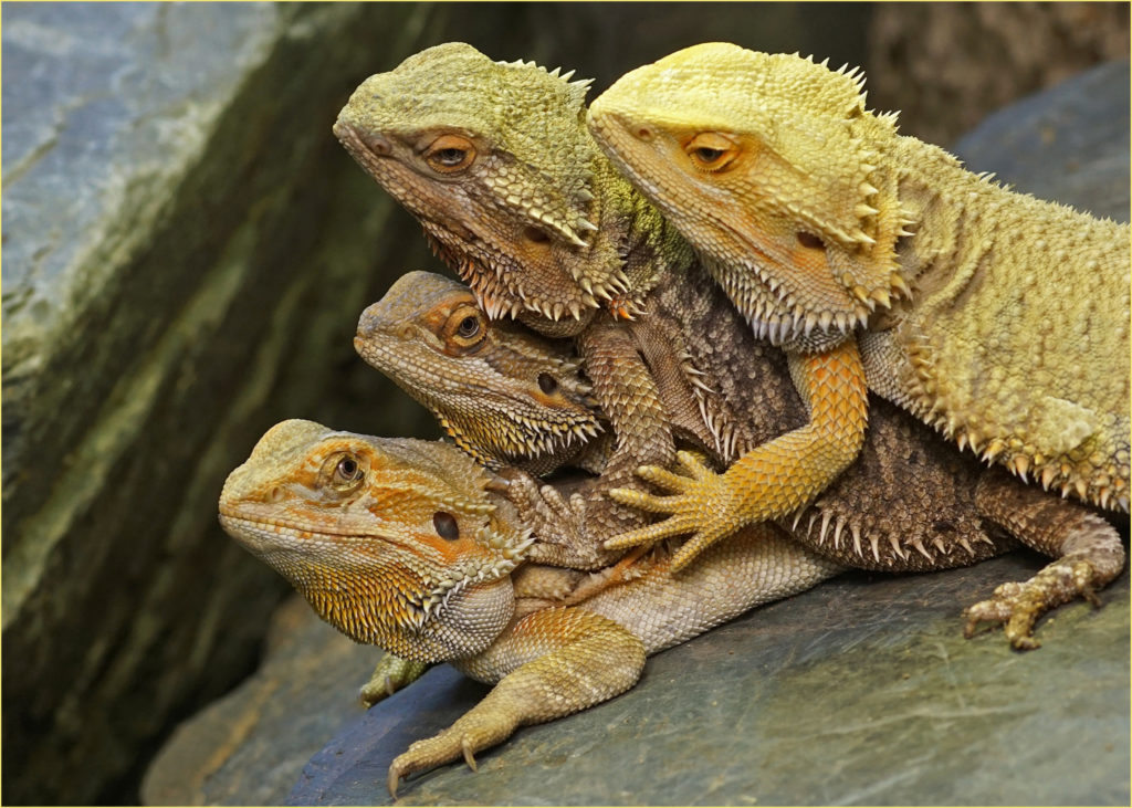 How To Tell How Old A Bearded Dragon Is?