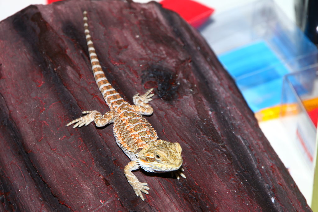 How To Tell How Old A Bearded Dragon Is?