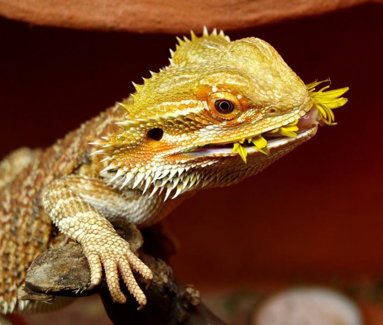 can bearded dragons eat green peppers