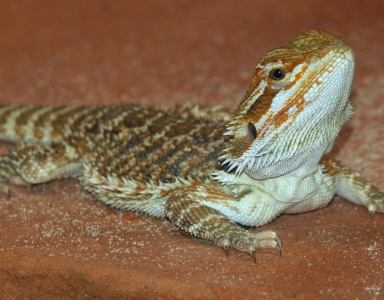 What to do if a bearded dragon bites you?