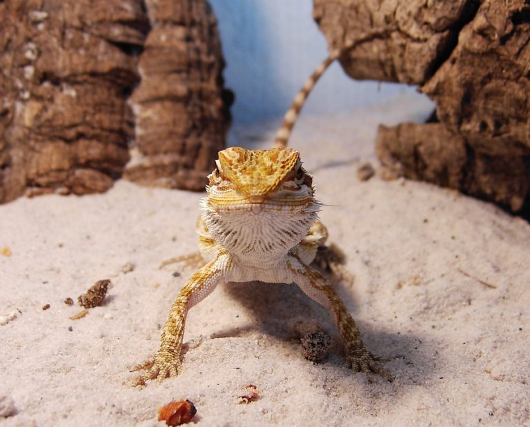 can bearded dragons eat spiders