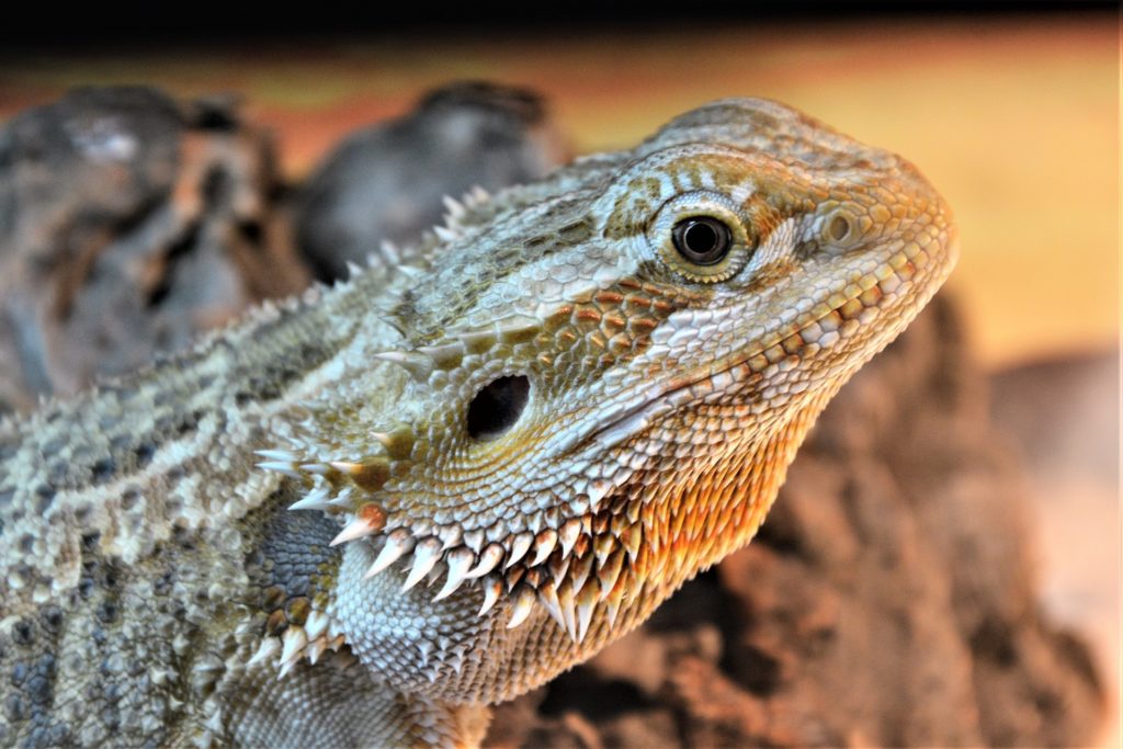 This image has an empty alt attribute; its file name is bearded-dragon-4165190_1920-1024x683.jpg
