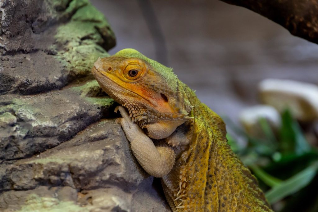 can a bearded dragon be a service animal