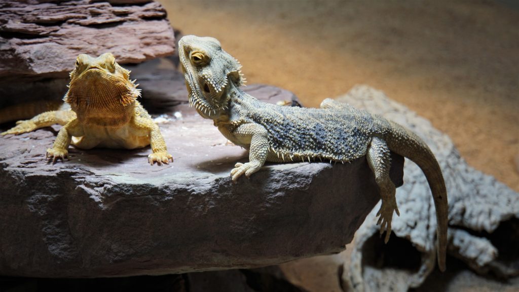 This image has an empty alt attribute; its file name is bearded-dragon-4901547_1920-1024x576.jpg