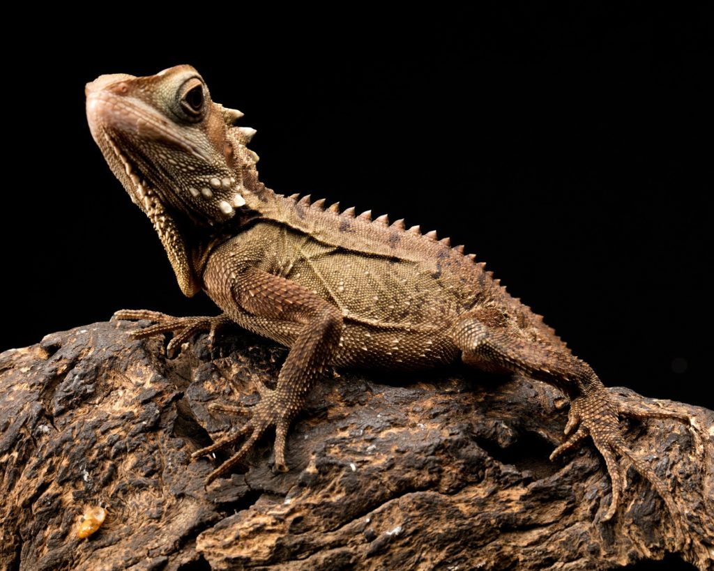 Bearded dragon