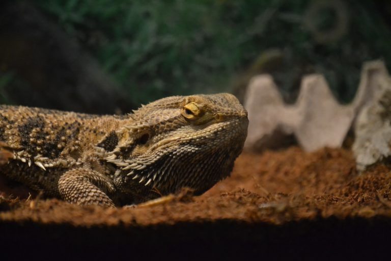 What To Do With A Dead Bearded Dragon?
