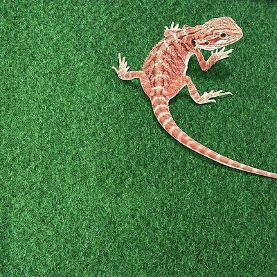 How to clean a bearded dragon carpet?