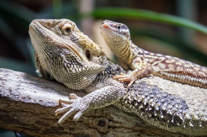 What Can Live With A Bearded Dragon
