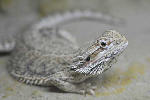 how to unclog bearded dragon pores