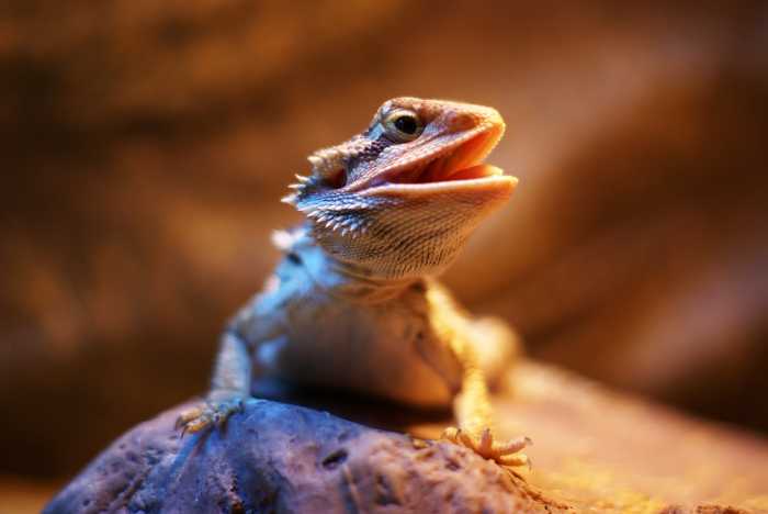 how do bearded dragons see