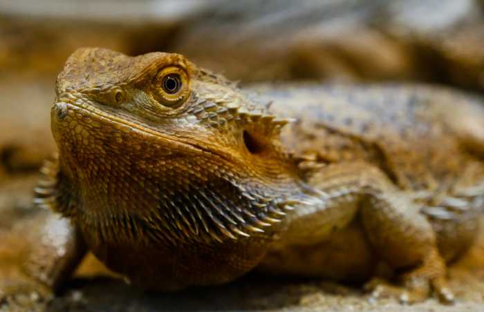 What Is A Dunner Bearded Dragon?