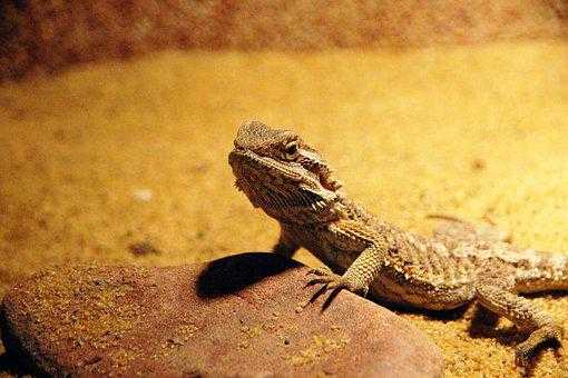 how to prevent metabolic bone disease in bearded dragons