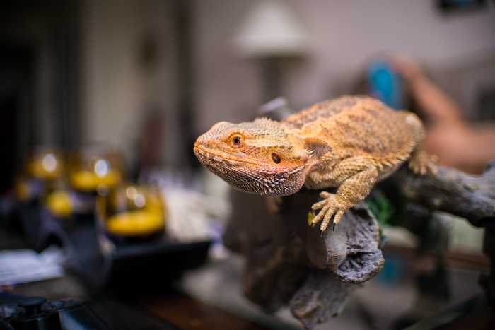 How Long Can You Leave Bearded Dragon Alone
