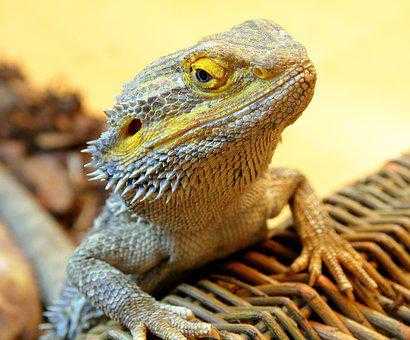 how much water does a bearded dragon need
