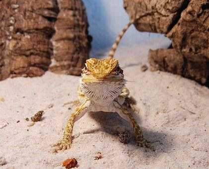 how smart is a bearded dragon