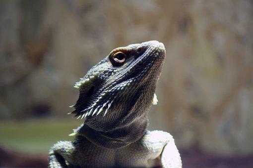 how smart is a bearded dragon